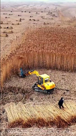 The process of efficiently harvesting reeds with excavators – a multifunctional plant