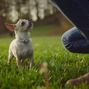 Do you have a Chihuahua? 🐶 This small dog breed has some of the most famous owners across the globe 🌐 but these Mexican pedigree dogs are far more than just luxury lapdogs ⭐ and have one of the longest life expectancies! 😇 There's no doubting however, that their ego is huge compared to their physical size 😂 Find out more about the breed by reading our FREE magazine here: https://bit.ly/3SKoIUA 🐾 #Chihuahua #SmallDogs | zooplus