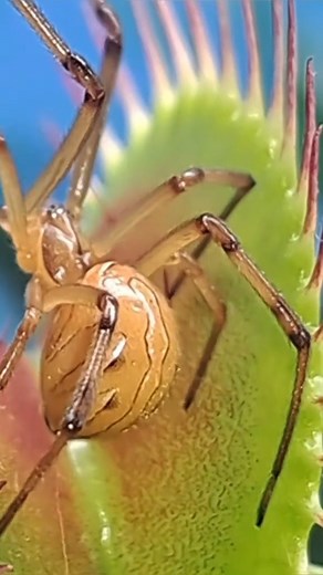 Carnivorous Plants Journey on Instagram: "🤔 What kind of spider is my Venus fly trap eating? I hope it's not too spicy 🔥🔥🔥 #carnivorousplant #tropicalplants #venusflytrap #flytrap"