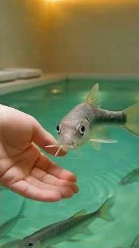 Cute Doctor Fish Facts