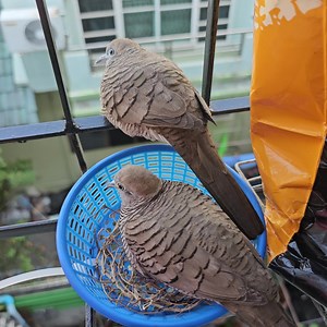 6K views · 102 reactions | Zebra dove birds Protect her eggs in the nest | Review Bird Nest | Facebook
