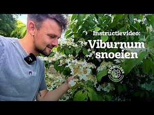 Pruning a viburnum? Here's how to do it right! 🌿 | Pruning tips for a full bloom