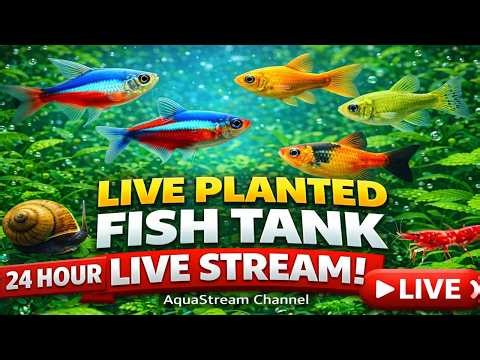 🌿🐠 LIVE Aquarium Cam | Beautiful Planted Tank + Relaxing Music 🎶✨