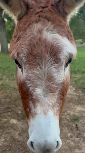 442 reactions · 21 shares | ADOPTION ALERT These 3 bonded friends...