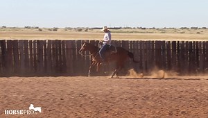 10K views · 363 reactions | www.horsepro.tv Training Tip: Cow Work Versatility Ranch Horse host Robert Rivers works on getting a bridle horse’s body position correct and tying the horse to a cow when circling. Support Robert and gain access to the entire training video library with all of the training series by becoming a HORSEpro.tv member. | HORSEpro.tv | Facebook