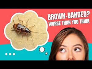 How to Get Rid of Brown Banded Cockroaches FAST