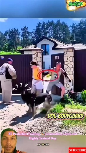 K9 Protection Training 🐕‍🦺 | Controlled, Loyal, and Highly Trained Dog #malinois #dogtraining