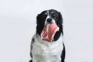 Cooking Steak for a Dog: How to Do it Safely