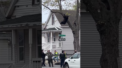 Black bear falls from a tree after being tranquilized in an Albany, New York neighborhood.