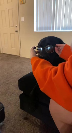 #labsoftiktok #blacklab