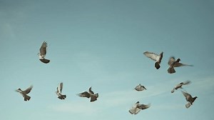 Flock Pigeons Flying Blue Sky Stock Footage Video (100% Royalty-free) 1108213535 | Shutterstock