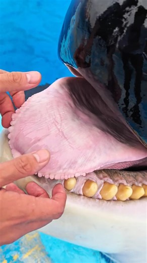 Feeding A KILLER WHALE is the best Job in the World? #facts #orca