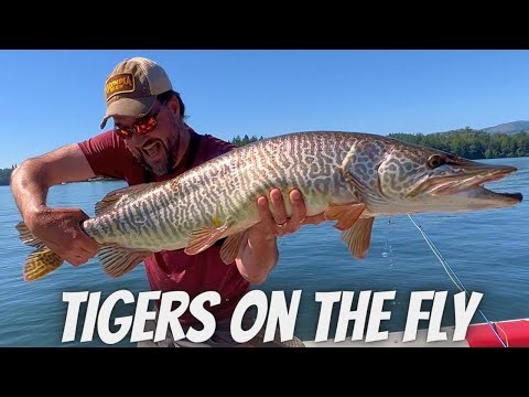 Fly Fishing for UNREASONABLY Large Fish (How to Catch a Tiger Muskie on the Fly Rod)