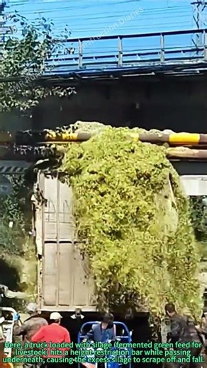 Village Life: Villagers Catch Fallen Silage from Truck at Height Bar