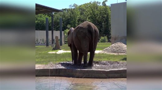 Elephant enjoys mud bath at Milwaukee County Zoo
