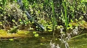 7.4K views · 59 reactions | A Black Spitting Cobra (Naja nigricincta woodi) near Clanwilliam having a drink of water - a rare sighting. Videoed by Izak Hanekom and shared with permission. | African Snakebite Institute | Facebook