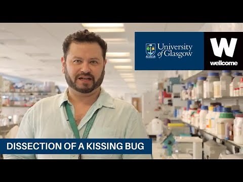 Dissection of a Kissing Bug and Chagas Disease