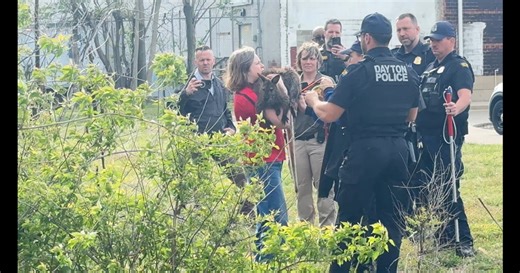 UPDATE: Wallaby caught in Dayton after escaping from Sinclair’s campus