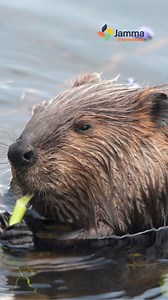 Misinformation is a big issue. Many people believe that beavers eat fish and are predators, partly caused by C.S. Lewis's Narnia Chronicles, where Mr and Mrs Beaver serve fish to the Pevensie children. 🐟 Were you aware that beavers are primarily herbivores? They eat leaves, twigs, bark and aquatic plants. 🍃 #BeneathTheBaobab #Scotland #Beavers #TheBeaverTrust #Narnia | Jamma Conservation & Communities