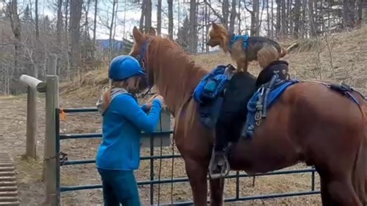 Meet River the Horseback riding Aussie. River's Mom says do not try this without extensive training of both dog and horse. If you have any video of your Aussie you would like to share with other Aussie lovers, please send to 49kaela@gmail.com | Australian Terrier Club of America
