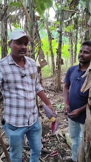 15K views · 61 reactions | Helth benefits of banana steam and water | Raithu Wala | Facebook