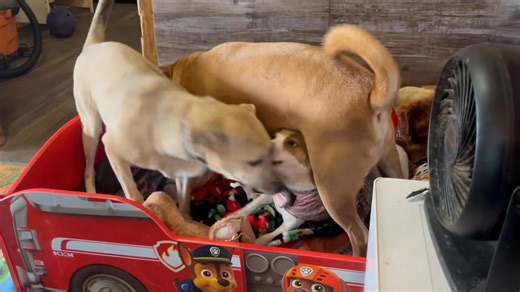 EVERYONE ON THE PAW PATROL BED! | Donna’s Doggy Daycare & Boarding