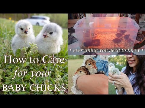 How to Care for Baby Chicks 🐥 (Beginner Guide + Mistakes to Avoid!)