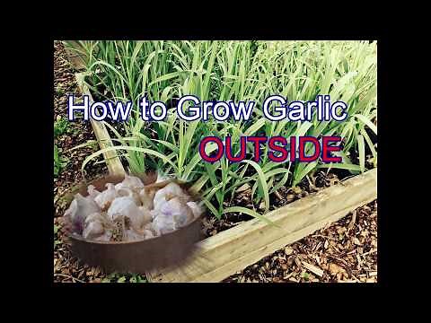 How To Grow Garlic Outside In Spring And Fall