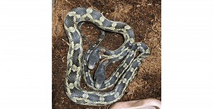 Super Rare Two-Headed Snake Now on Display at Texas Zoo