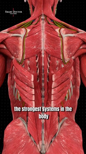 La puissance insoupçonnée de votre dos - - Le dos est l'un des systèmes les plus robustes du corps humain. Plus de 120 muscles travaillent de concert pour protéger la colonne vertébrale et contrôler les mouvements, notamment des muscles majeurs comme le grand dorsal, le trapèze, les érecteurs du rachis et les rhomboïdes. Certaines fibres musculaires peuvent générer une force de traction de plus de 150 kg, tandis que les stabilisateurs profonds, comme le multifide, maintiennent chaque vertèbre al