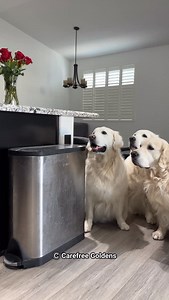 This is what happened when mom throws away our stuffies instead of doing surgery on them. There is a payback! | Carefree Goldens