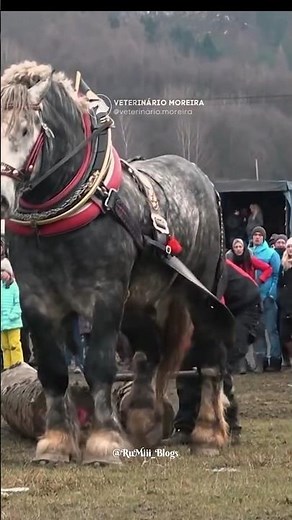 Sampson horse (things that are way bigger than they actually look)