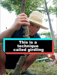 75K views · 638 reactions | How to transform trees #transformation #trees #plants #reelsfypシ | Lee Yumi | Facebook