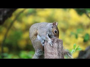 Western Grey Squirrel in the wild
