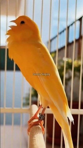 Male Canary Singing | Best Canary Training | Canary Singing #shorts #birdsinging #canary #kenari3in1