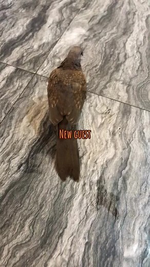 Scorpion (@scorpiongang23)’s videos with Oh No No No - Music Falcon