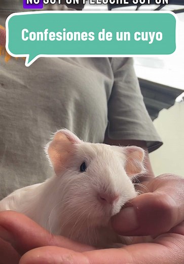 Lo que nadie te dice antes de tener un cuy 🐹💬 hay muchísimos aspectos más a tener en cuenta así que siempre busquen información! #guineapig #cuyes #cobayas #pets #mascotas #cuyo #mamacuy
