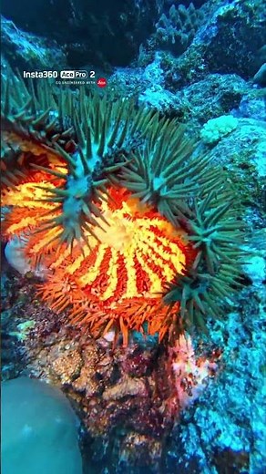 The formidable CROWN OF THORNS STARFISH