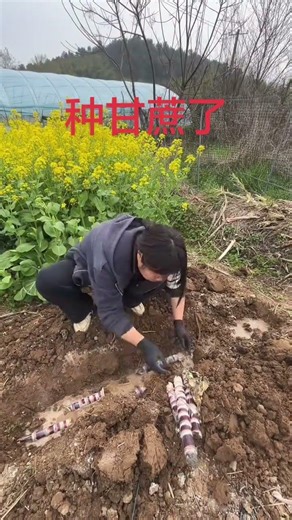 DIY Sugarcane Farming: Grow Your Own Sugarcane at Home