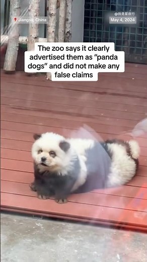 Chinese zoo under fire after dyeing dogs to resemble pandas