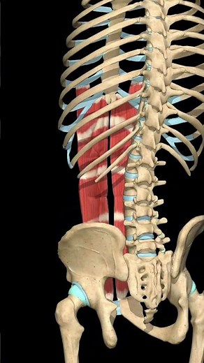 Rectus Abdominis Muscle – Pelvic Posterior Tilt Action | 3D Anatomy