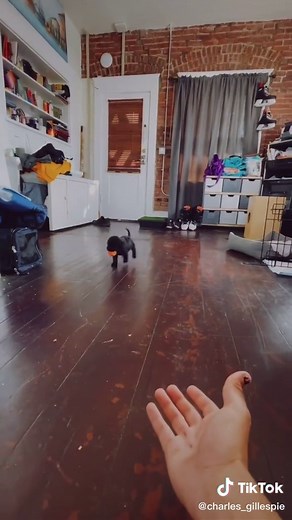 day 2 and he already knows how to fetch. @owenpatrickjoyner my pup is superior #puppy