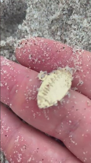 Top Tips for Beach Metal Detecting: Magnetic Accept In Black Sand #metaldetector