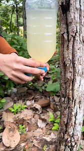 105K views · 910 reactions | Survival skills Single mom shows SMART idea save SOAPS camping best Skills Survival #SurvivalStory #bushcraft #survival #OutdoorAdventure #camping | Halic Survival | Facebook
