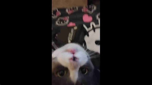 Expressive cat enjoys affectionate moment with owner in Coronado, California, USA