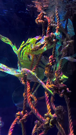 Discover Cute Seahorses in Their Natural Habitat