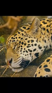 Jaguar is the only big cat who can hunt on a Caiman #documentary #animals #hunting #jaguar #caiman | Wondersofjungle