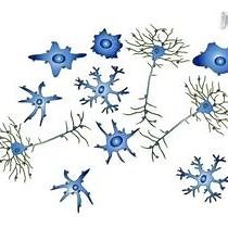 비디오: 생쥐 신경 조직(Mouse Neural Tissue)에서 단세포 현탁액 생성(Generation of Single-Cell Suspensions from Mouse Neural Issue)