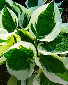 🌿✨ Perennial of the Week: Patriot Hosta! ✨🌿 Meet the Patriot Hosta, a garden favorite known for its striking green leaves edged in creamy white. This perennial beauty thrives in shady spots and adds a touch of elegance to any landscape. 💧 Watering Tip: Keep the soil consistently moist, but avoid waterlogged conditions to ensure healthy growth. 🌱 Fun Facts: Patriot Hosta is low-maintenance and perfect for beginner gardeners. It blooms beautiful lavender flowers in the summer, attracting polli