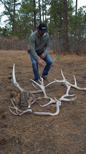 Going through the antlers I found on my latest shed hunt! Watch this adventure in my YouTube channel! #shedhunting #antlers #elkantlers #deerantlers #mustache | Tyler Turco